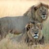 Cecil The Lion's Brother Jericho Killed By Poachers? What Now With The Cubs ??
